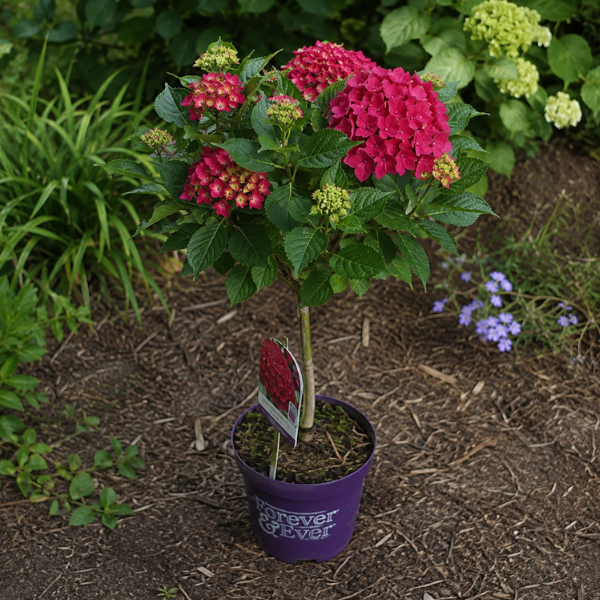 Hortensia Forever And Ever Rouge - Image 2