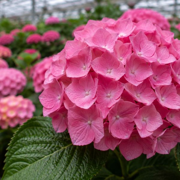 Hortensia Forever And Ever Rose