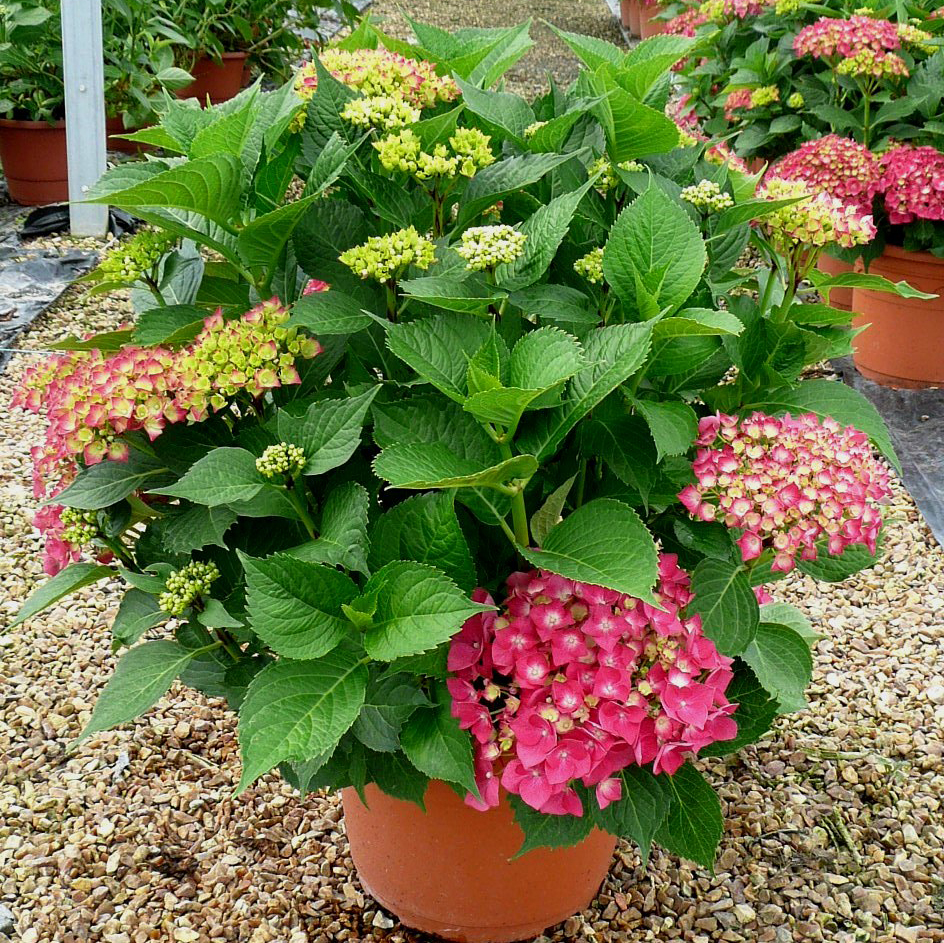 https://www.georgesdelbard.com/pub/catalog/plantes_fleuries/Plantes_de_Terre_de_Bruyere/Hortensia_Leuchtfeuer2.jpg