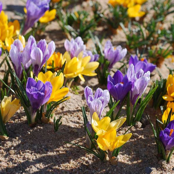 Miniature slider - Crocus à grandes fleurs variés