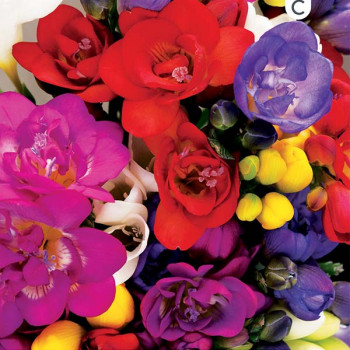 Miniature slider - Freesias Double en Mélange