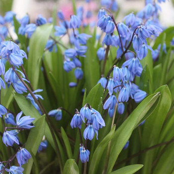 Miniature slider - Scilla siberica