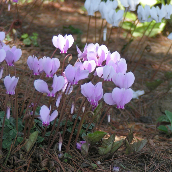 Cyclamen de Naples - Lot de 3 Bulbes