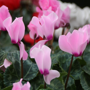 Cyclamen de Naples - Lot de 3 Bulbes