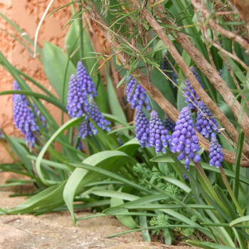 Muscari armeniacum - Image 1