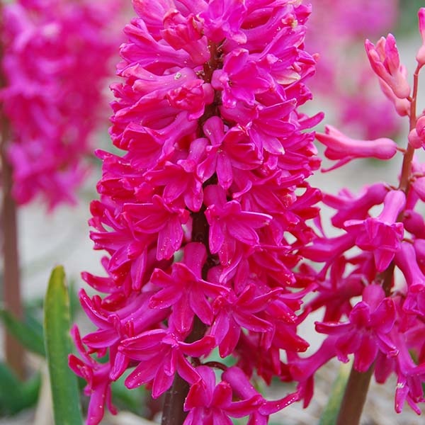 Jacinthe Jan Bos