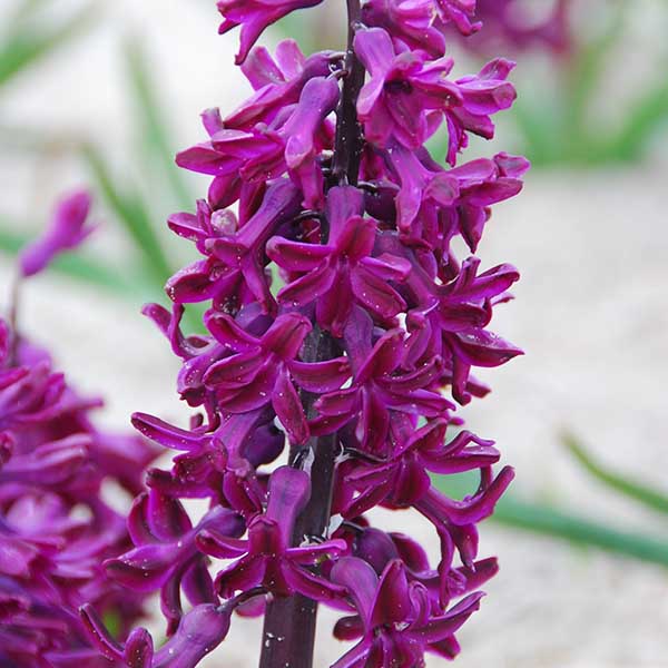 Jacinthe Woodstock