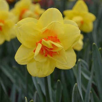 Miniature slider - Narcisse double Tahiti