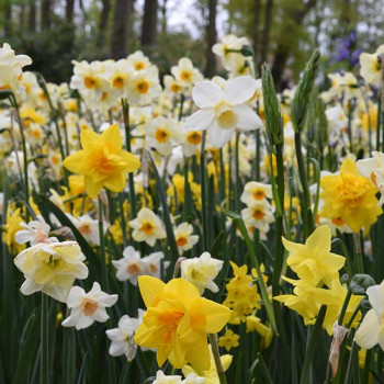 Miniature slider - Narcisses en Mélange