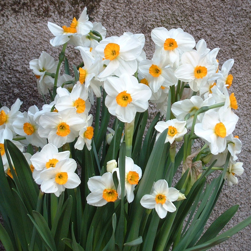 Bulbes narcisses de qualité : achat bulbes de narcisses pour votre jardin