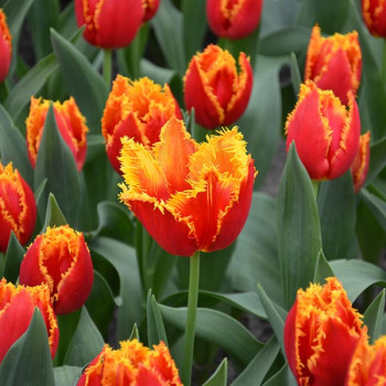 Miniature slider - Tulipe Dentelle Fabio