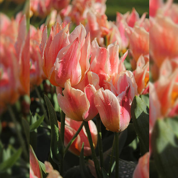 Tulipe pluriflore Québec