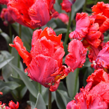 Miniature slider - Tulipe Perroquet Rococo