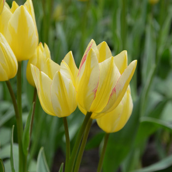 Miniature slider - Tulipe pluriflore Antoinette