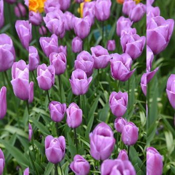 Tulipe simple tardive Violet Beauty - Image 1