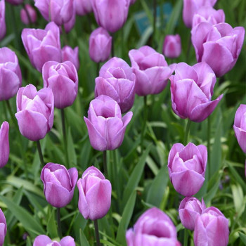 Miniature slider - Tulipe simple tardive Violet Beauty