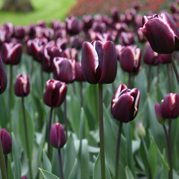 Miniature slider - Tulipe Triomphe Fontainebleau