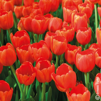 Miniature #1 slider - Tulipe Triomphe Cadans