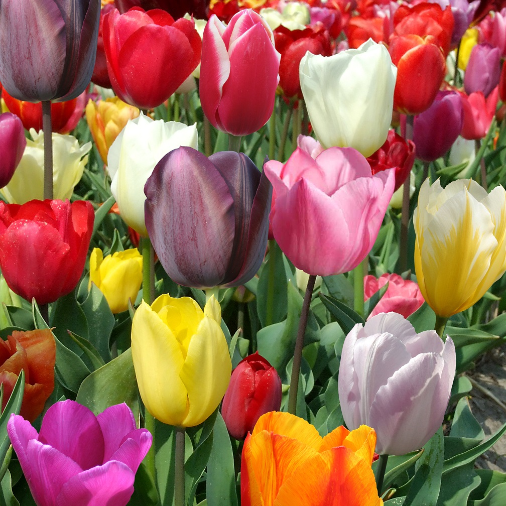 Bulbes tulipes de qualité : achat bulbes de tulipes pour votre jardin -  Georges Delbard