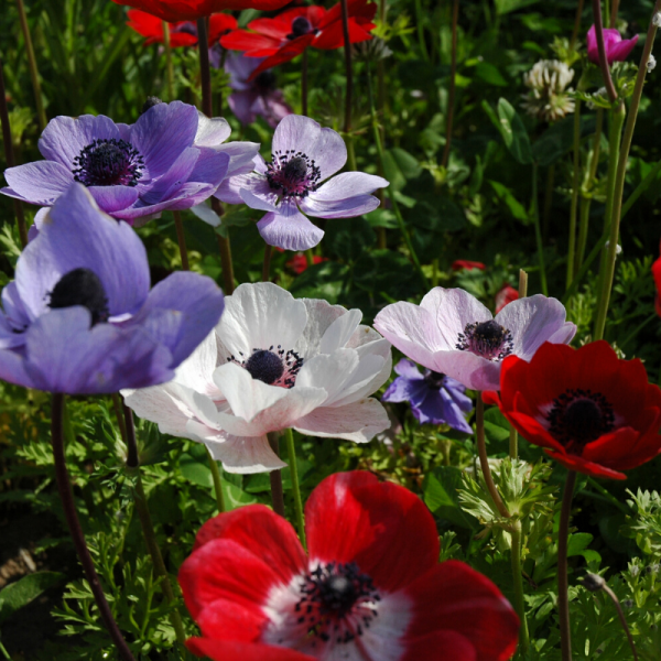 Bulbes tulipes de qualité : achat bulbes de tulipes pour votre jardin -  Georges Delbard