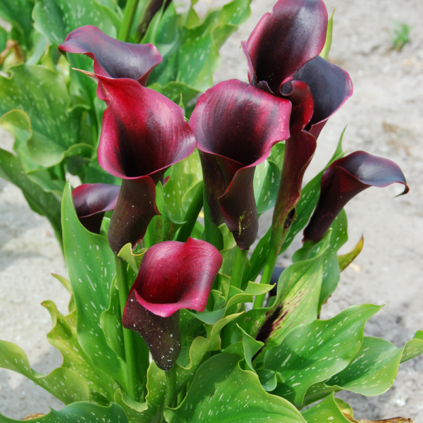 Arum Forêt Noire