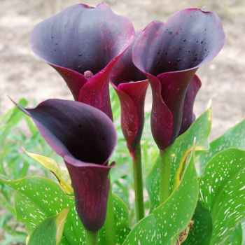 Arum Forêt Noire