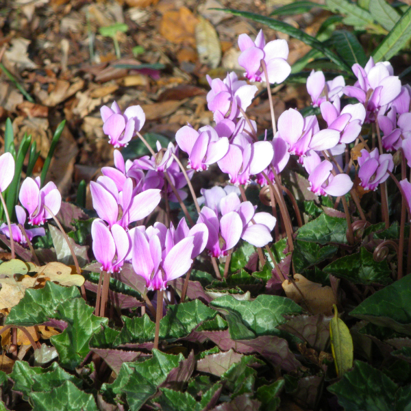 Cyclamen de Naples - Lot de 3 Bulbes