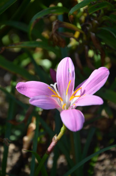 Zéphyranthe Grandiflora
