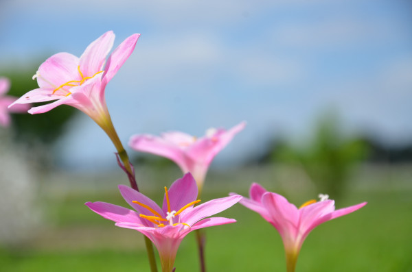 Zéphyranthe Grandiflora