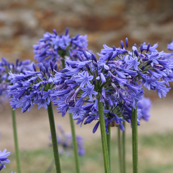 Agapanthe Bleue - Image 1