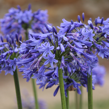 Agapanthe Bleue