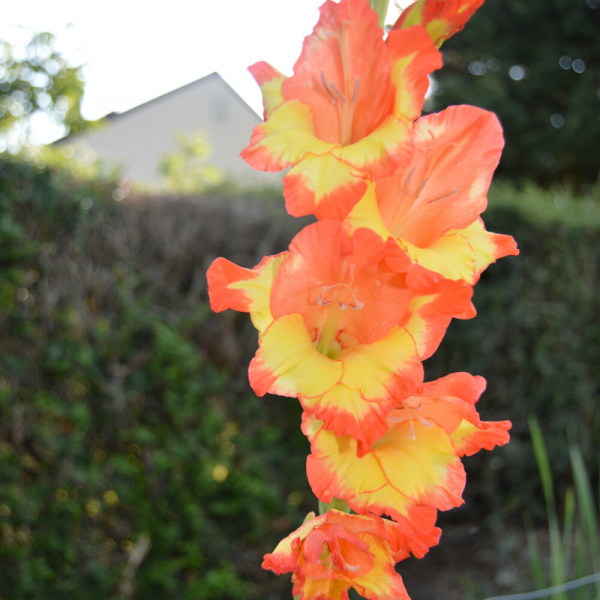 Glaïeul à grandes fleurs Conca d´Oro