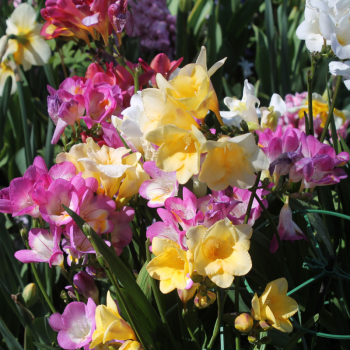 Freesias Simple en Mélange