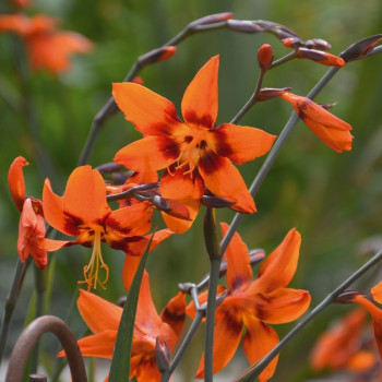 Crocosmia Emily Mac Kenzie