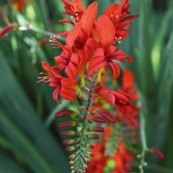 Crocosmia Lucifer