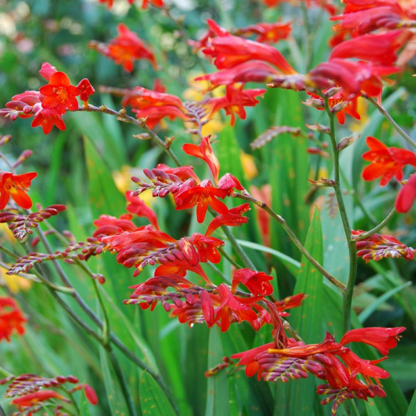 Crocosmia Lucifer