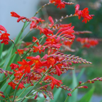 Crocosmia Lucifer