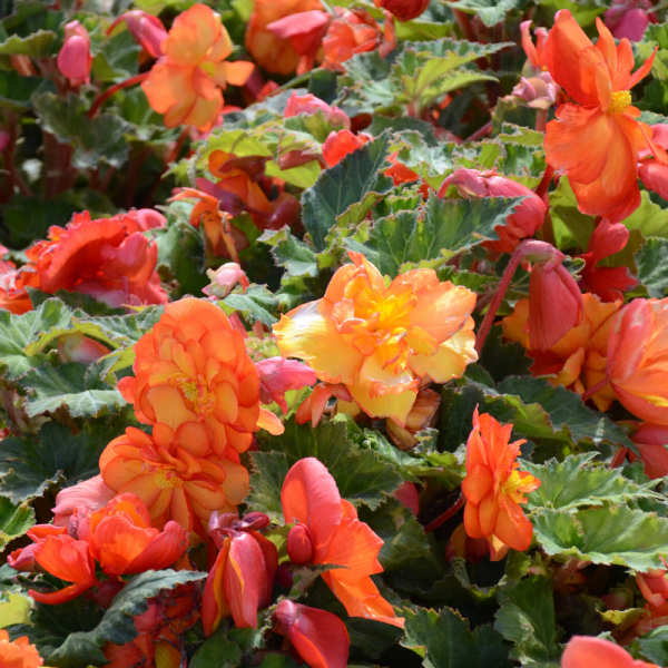 Begonias Double Picotee Arlequin