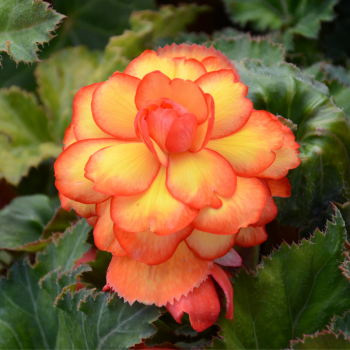 Begonias Double Picotee Arlequin