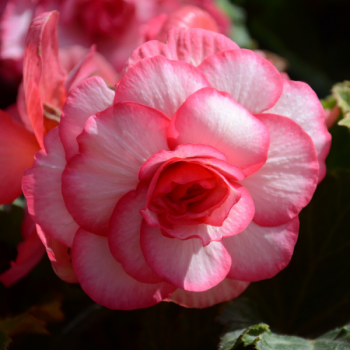 Begonias Double Bouton de Rose