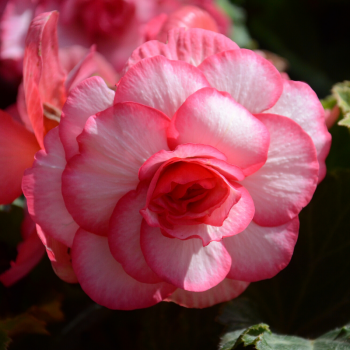 Miniature slider - Begonias Double Bouton de Rose