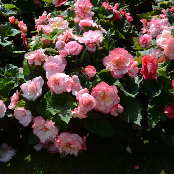 Begonias Double Bouton de Rose