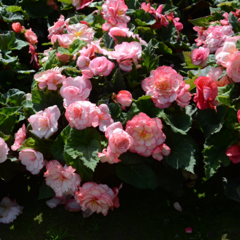 Begonias Double Bouton de Rose - Image 2