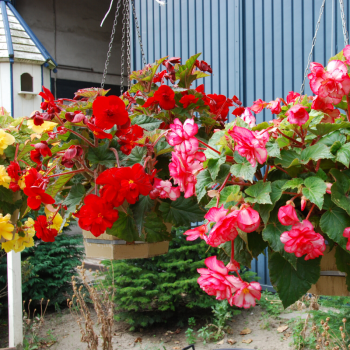 Begonias Cascades en Mélange