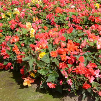 Begonias Double en Mélange - Image 1