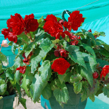 Begonias Cascades Ecarlate