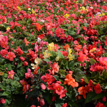 Begonias Double en Mélange