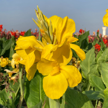 Canna Haut Panama