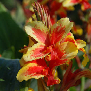 Canna Haut Reine Charlotte