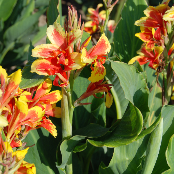 Canna Haut Reine Charlotte